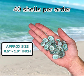 Tumbler Home shells brighten aquarium décor with vibrant color.
