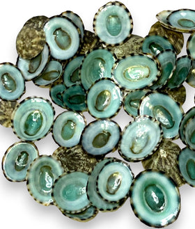 Tumbler Home sea shells green limpets for crafts and coastal décor.