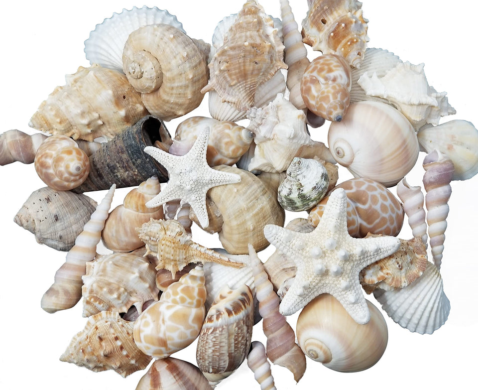 Tumbler Home seashells in white, tan, and pink for versatile decorative displays.
