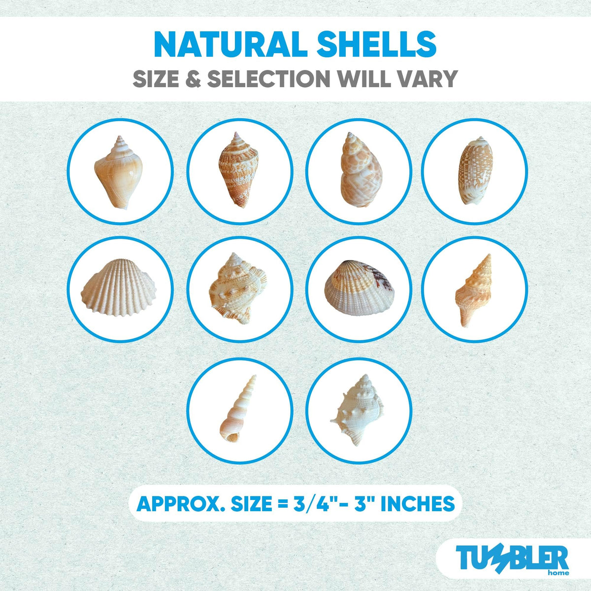 Tumbler Home natural seashells provide color variety for craft embellishments.