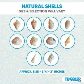 Tumbler Home natural seashells provide color variety for craft embellishments.