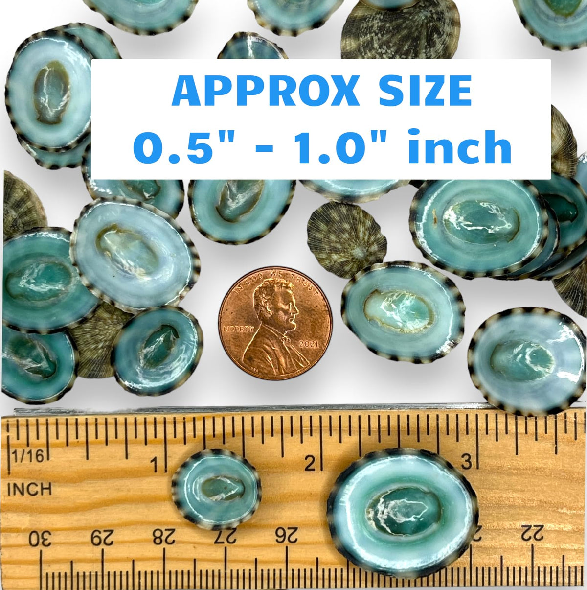 Tumbler Home small green limpet shells ideal for ornaments and wreaths.