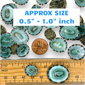 Tumbler Home small green limpet shells ideal for ornaments and wreaths.