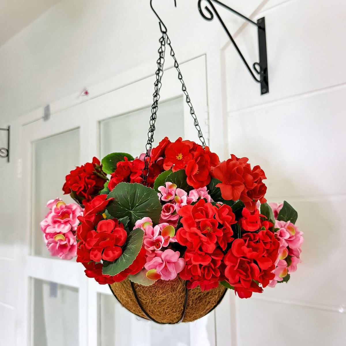 TURNMEON geraniums full height demonstrates versatile placement indoors or outdoors.