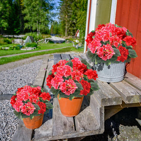 TURNMEON geraniums leaves detail highlights lush foliage for vibrant display.