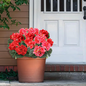 TURNMEON geraniums table-top display ideal for desks or coffee tables.