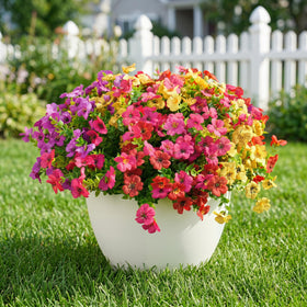 Txmasen red daisy bundle adds vibrant accents to balconies.