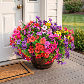 UJROQI multi-pack fills large pots quickly for lush displays.