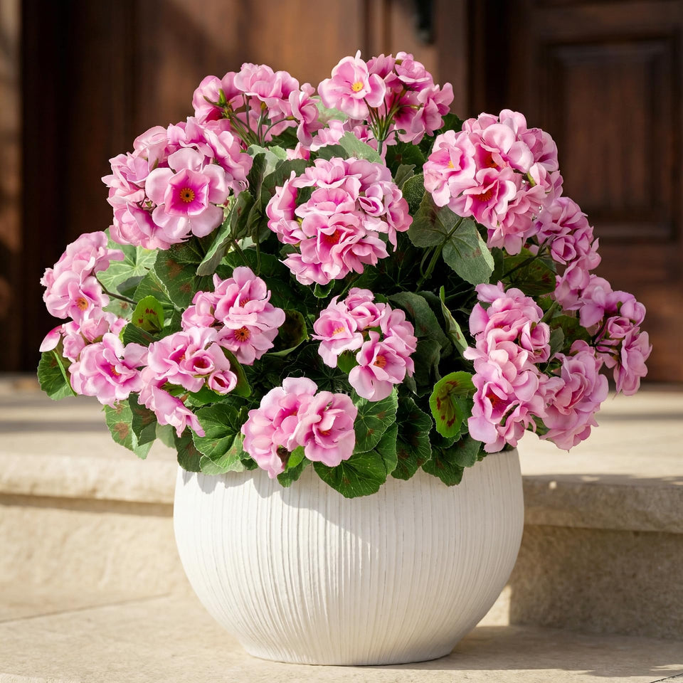 Uqueeten pink geranium close-up showing vibrant color and silk petals