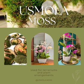 USMOLA fake moss in fairy gardens adds verdant texture and realism