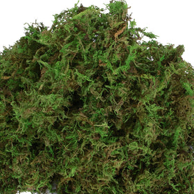 USMOLA fake moss used in terrariums for lush, compact greenery
