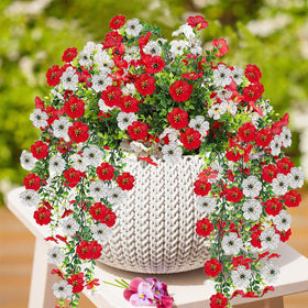 VCLTW outdoor porch planters offer maintenance-free beauty