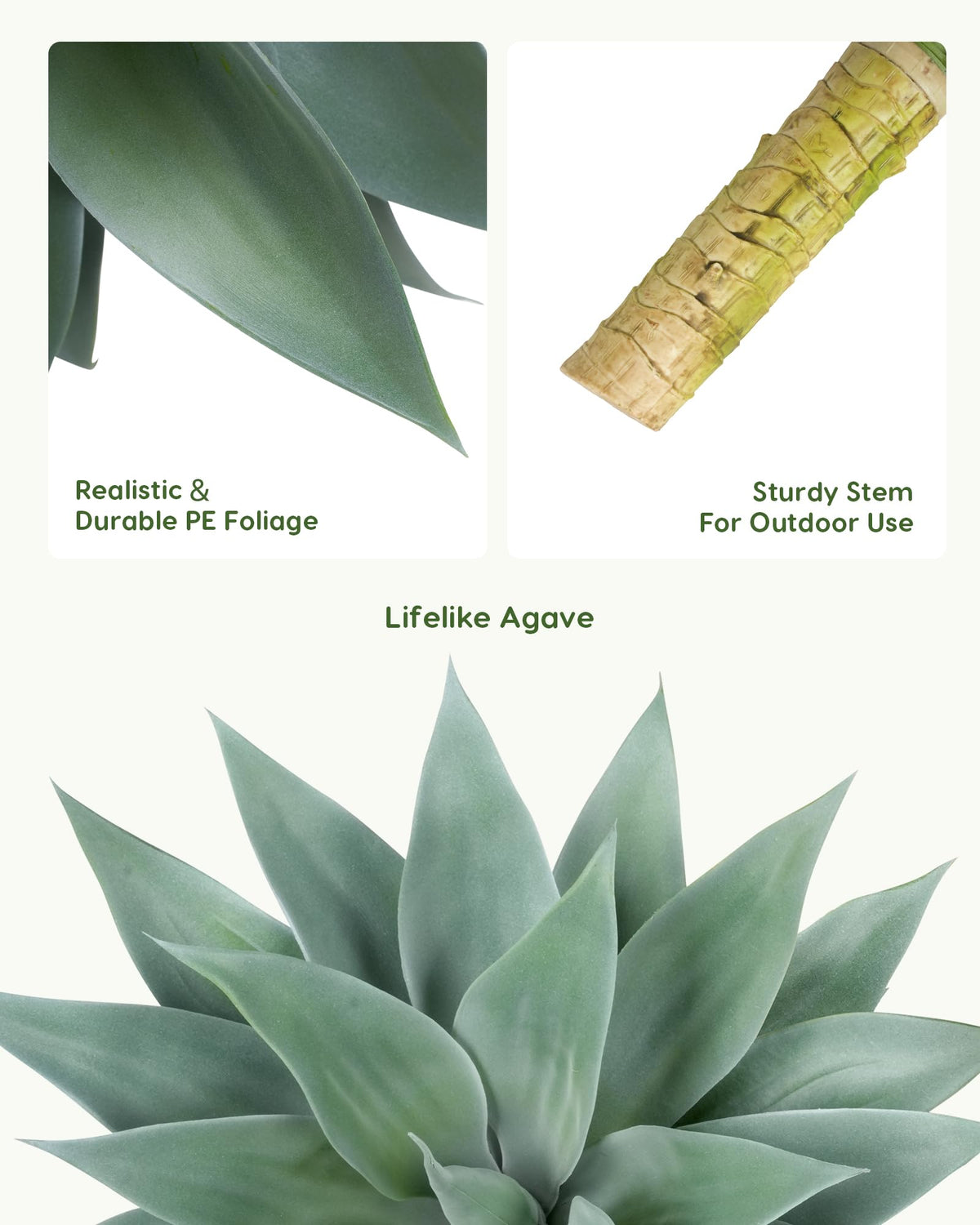 Velener agave plant in pot demonstrates ready-to-set arrangement for indoors.