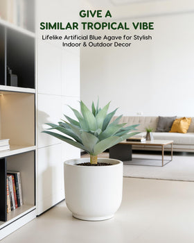 Velener blue agave adds professional touch to office decor.