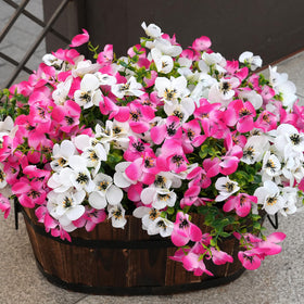Vemander artificial pansies outdoor white-pink bundle for porch decor with lifelike color