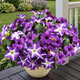 Vemander artificial petunia flowers for outdoor use with vibrant color year-round.