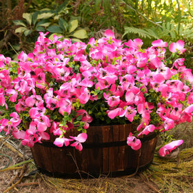 Vemander UV resistant pink pansies offer color that endures outdoors.