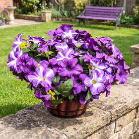 Outdoor and indoor friendly petunia bloom displays measure 10 inches tall.