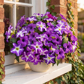 Compact 4 inch width by 10 inch height petunia arrangement for small spaces.