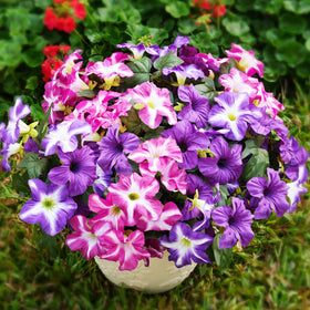 Vemander compact 11-4x17 inch arrangement fits tight spaces beautifully.