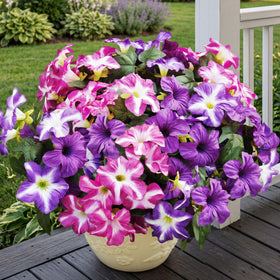 Vemander outdoor 4-piece pink-purple petunia blooms brighten outdoor spaces.