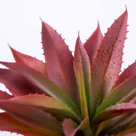 Veryhome succulent centerpiece in warm lighting enhances color and charm.