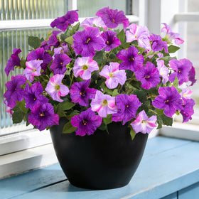 VGNQA six artificial petunia stems for outdoor use brighten porches.