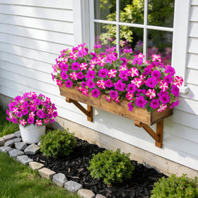 VGNQA UV-resistant petunia flowers maintain color through seasons