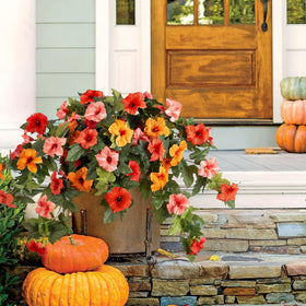 VGNQA fake petunias orange outdoor decor that resists fading in sunlight.