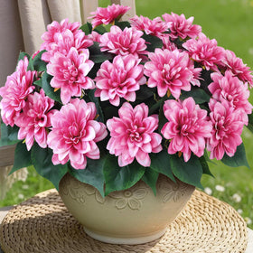 VIERENA dahlia bundles for outdoors stay vibrant on patios.