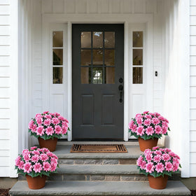 VIERENA dahlias require no watering or pruning, saving time.