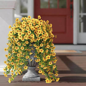 VIERENA silk morning glory bloom provides long-lasting color in sun