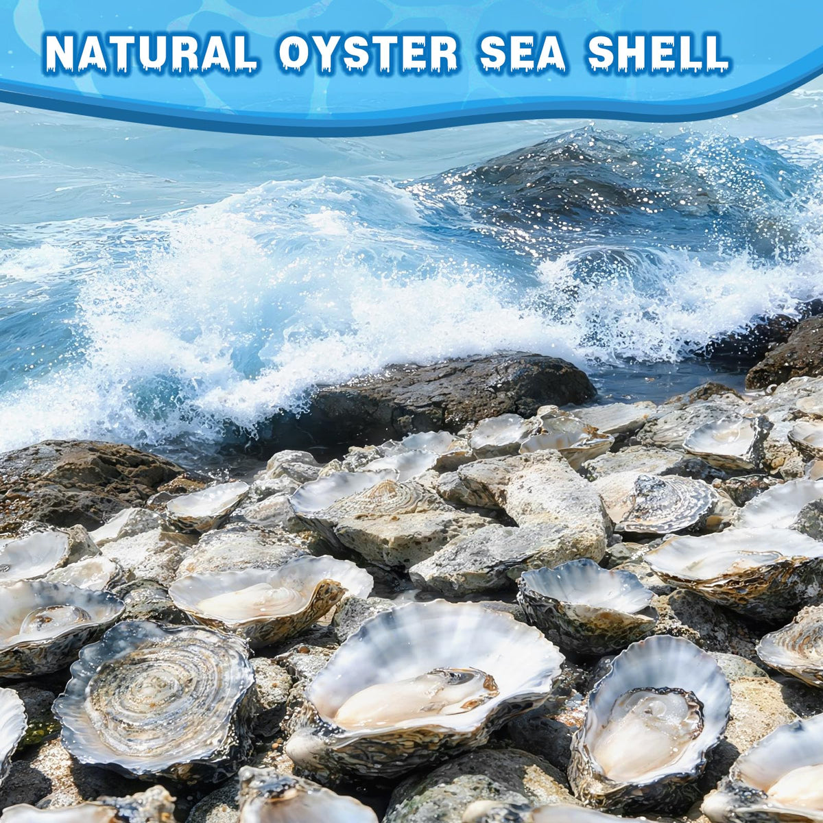 Bulk shells from VMEECARL ready for seasonal crafts and home decorating.