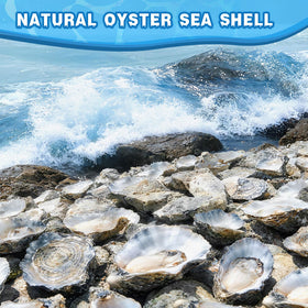 Bulk shells from VMEECARL ready for seasonal crafts and home decorating.