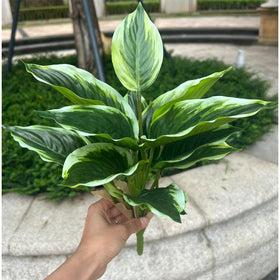 WAIFOMEI hosta bushes arranged in a garden setting for natural ambiance.