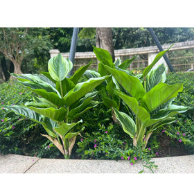 WAIFOMEI outdoor UV-resistant hosta display designed for sun exposure.