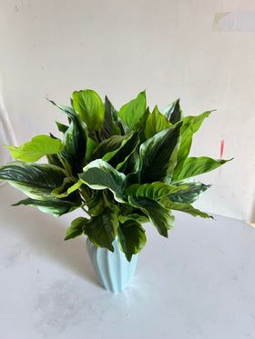 WAIFOMEI tropical plant-inspired decor suitable for summer patios.