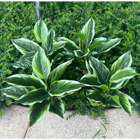 WAIFOMEI variegated hosta bushes 4-pack, 15.7-inch tall, ideal for outdoor decor.
