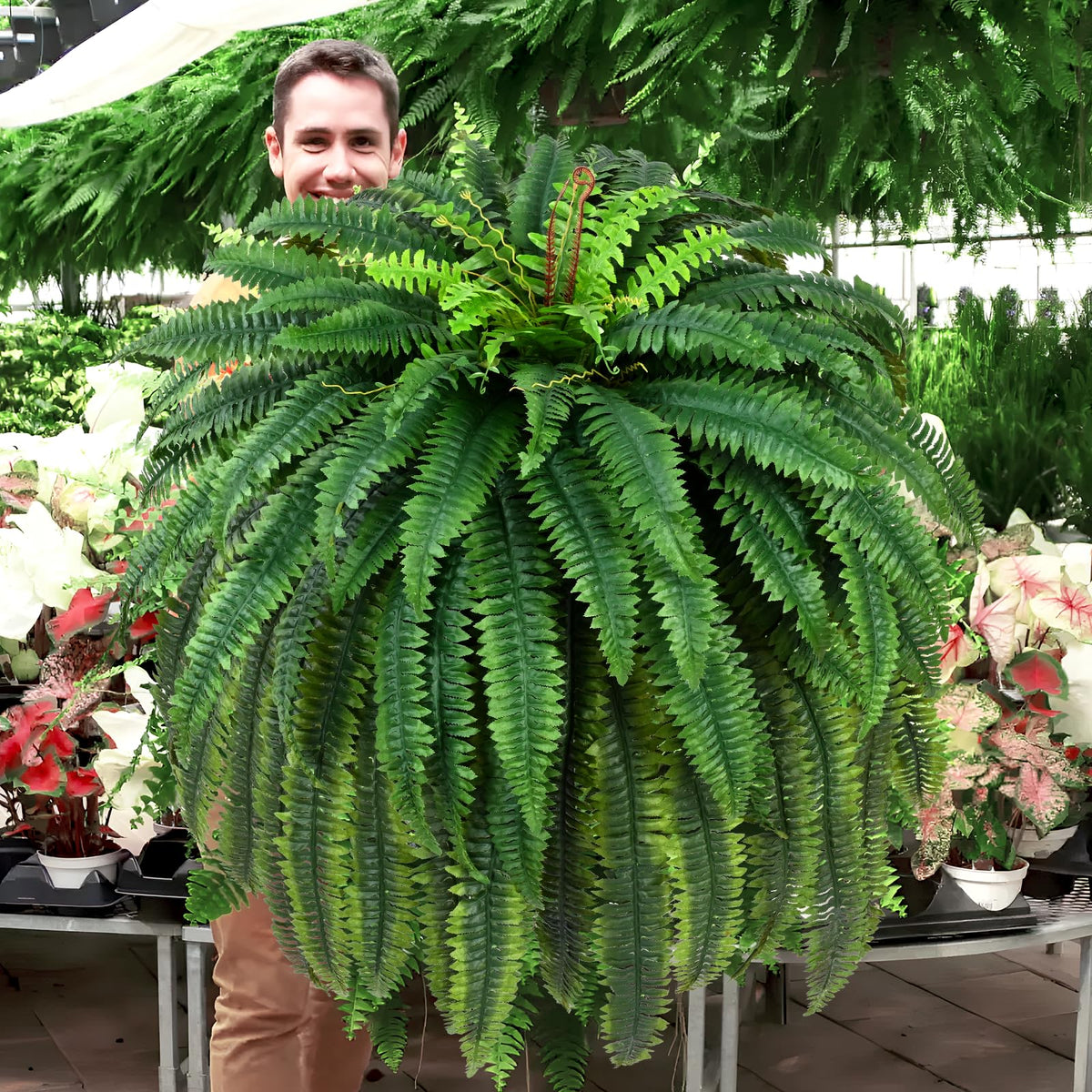 Waipfaru Boston fern with minimal upkeep for seasonal displays.