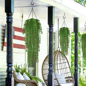 Waipfaru versatile ivy plants for indoor and outdoor decoration.