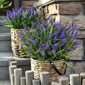Waipfaru lavender plants on window sill for year-round charm