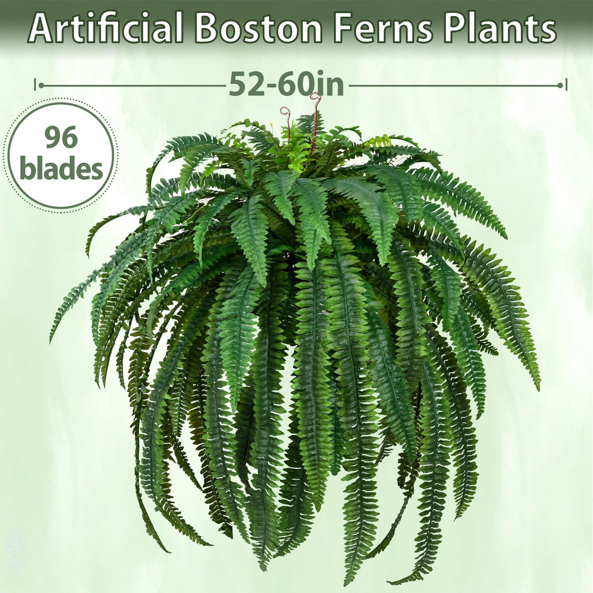 Waipfaru outdoor fern in garden setting provides evergreen greenery.
