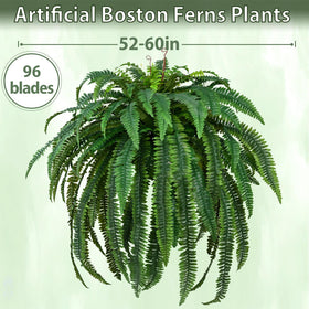 Waipfaru outdoor fern in garden setting provides evergreen greenery.