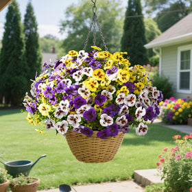 Waipfaru pansies dense flower clusters 2026 design for full displays