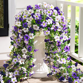 Waipfaru petunias hanging outdoors in purple and white brighten porches with year-round color