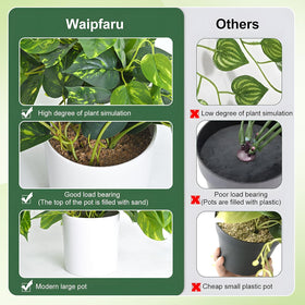 Waipfaru pothos ivy in living room decor for calm ambiance