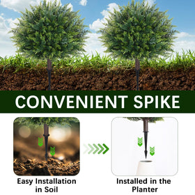 Waipfaru UV-resistant leaves maintain color in sunny spaces.