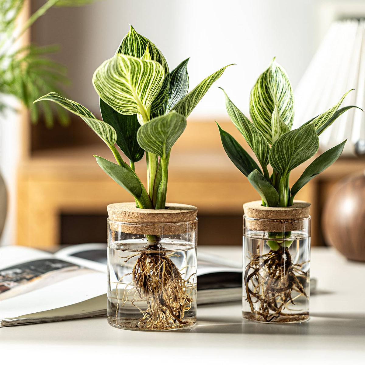 Wangsdjy kitchen-counter display with herb cuttings in glass stations