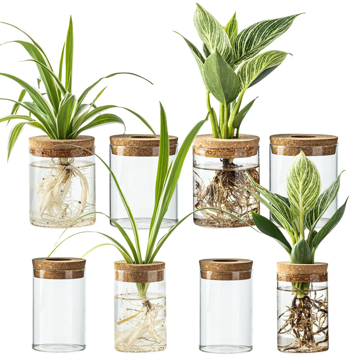 Wangsdjy large propagation stations on a desk showing crystal-clear root visibility