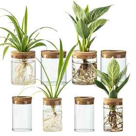 Wangsdjy large propagation stations on a desk showing crystal-clear root visibility